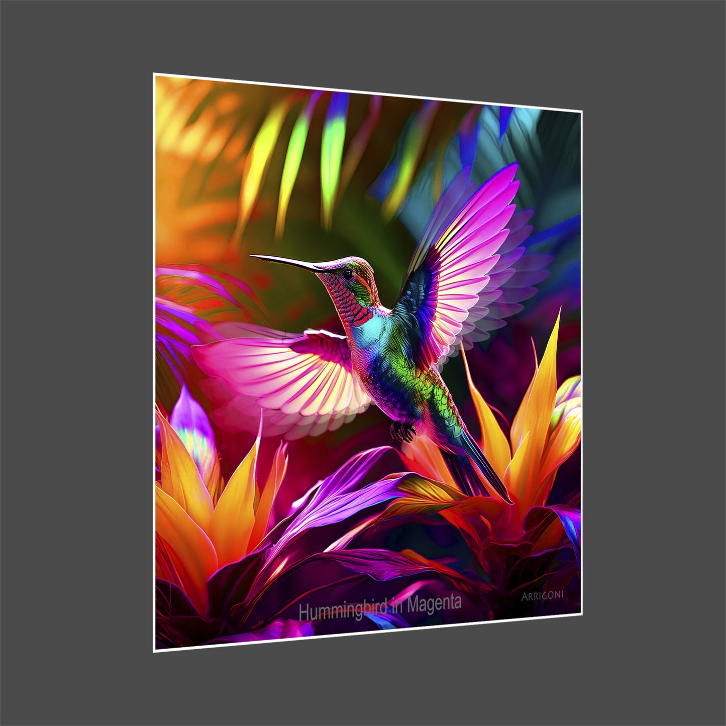 HUMMINGBIRD IN MAGENTA (PAPER ONLY)