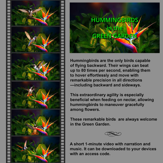 HUMMINGBIRDS in the GREEN GARDEN (video download with music and voice)