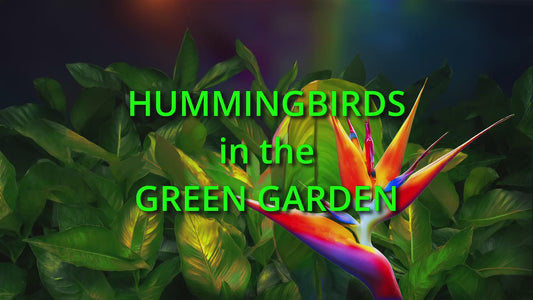 HUMMINGBIRDS in the GREEN GARDEN (video download with music and voice)